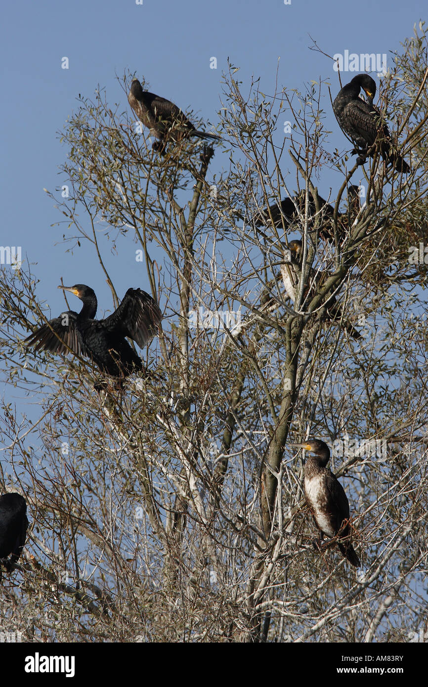 Great cormorants (Phalacrocorax carbo) on a tree Stock Photo - Alamy