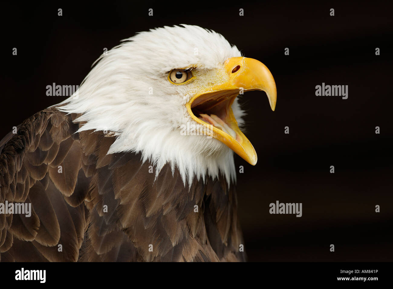 Weißkopfseeadler Krallen, Haliaeetus Leucocephalus, Farmington, Utah, USA  Stockfotografie - Alamy