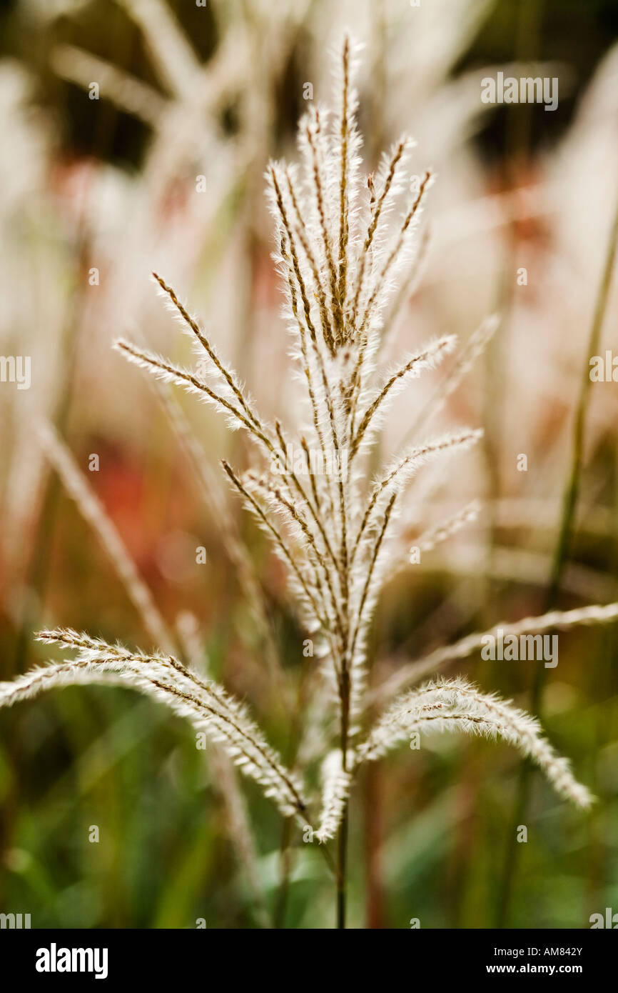 Miscanthus sinensis, Maiden Grass, Chinese silvergrass Stock Photo Alamy