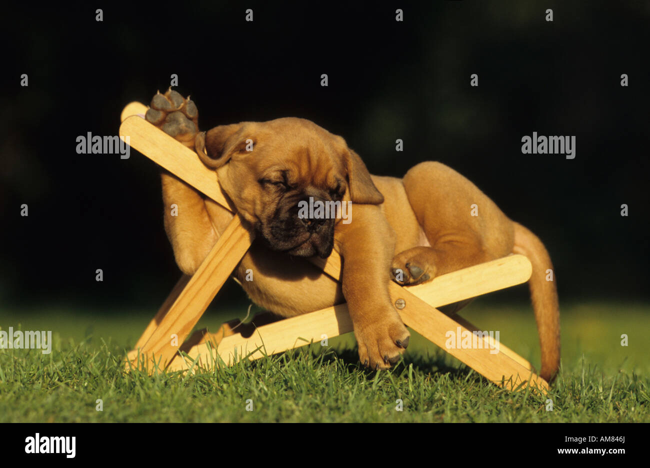 Bordeaux Mastiff (Canis lupus familiaris), puppy sleeping in a toy deck chair Stock Photo