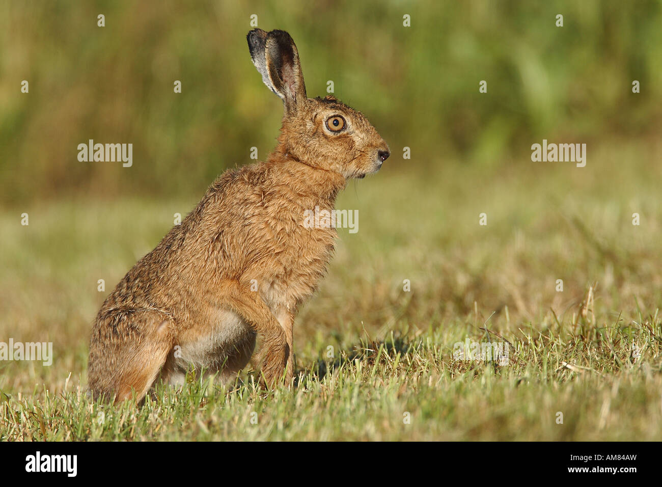 Hare (Lepus europaeus) Stock Photo