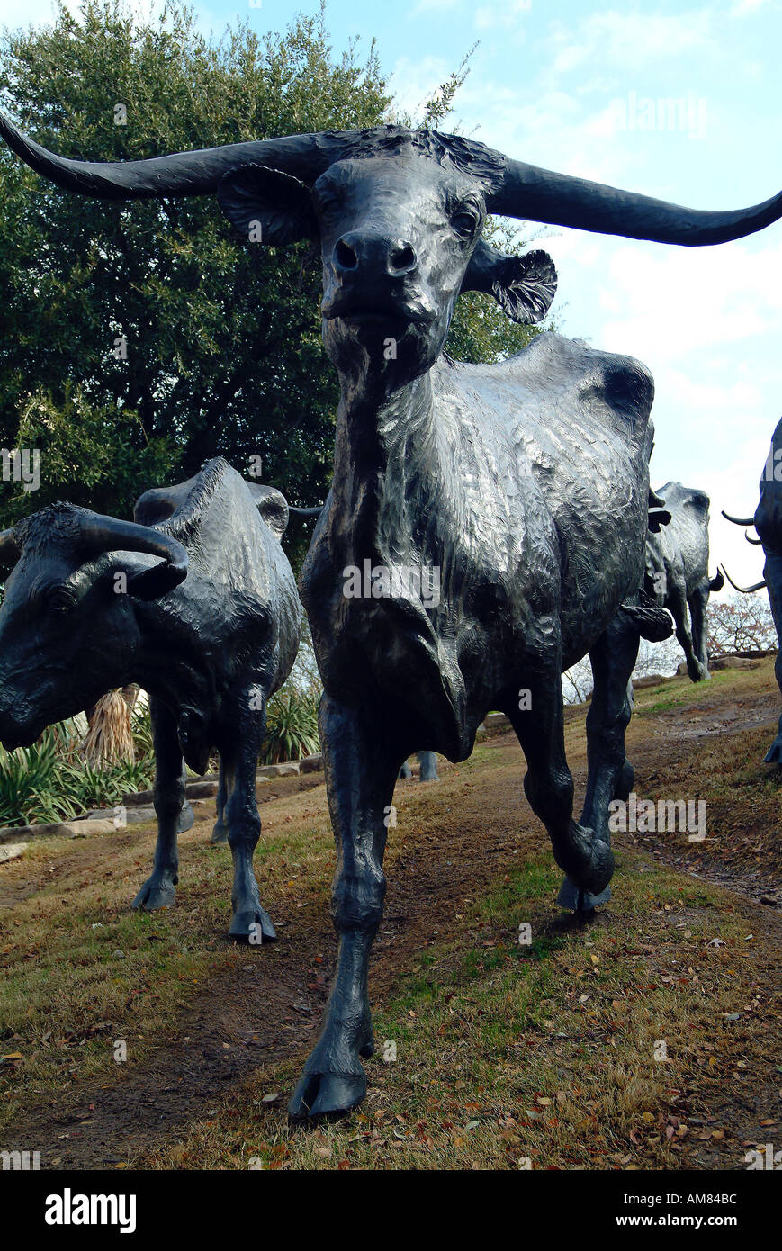 Cow statues in downtown of Dallas, Texas Stock Photo Alamy