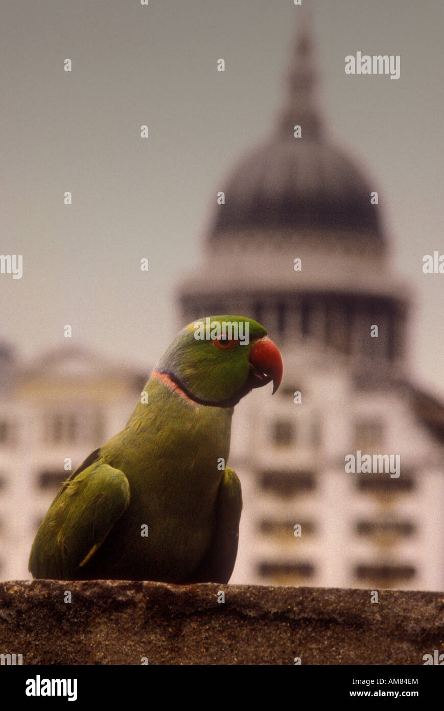 Ringneck Parakeet in City of London UK Stock Photo