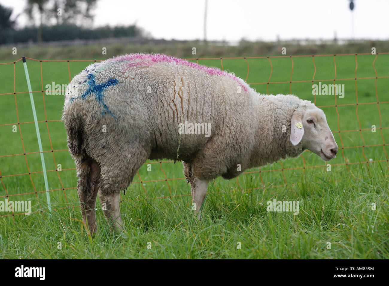 Blue tongue disease, severe ill sheep Stock Photo