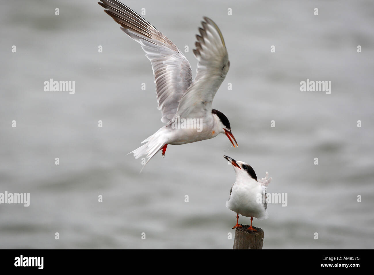 Common tern (Sterna hirundo) feeding their squab while flying Stock Photo