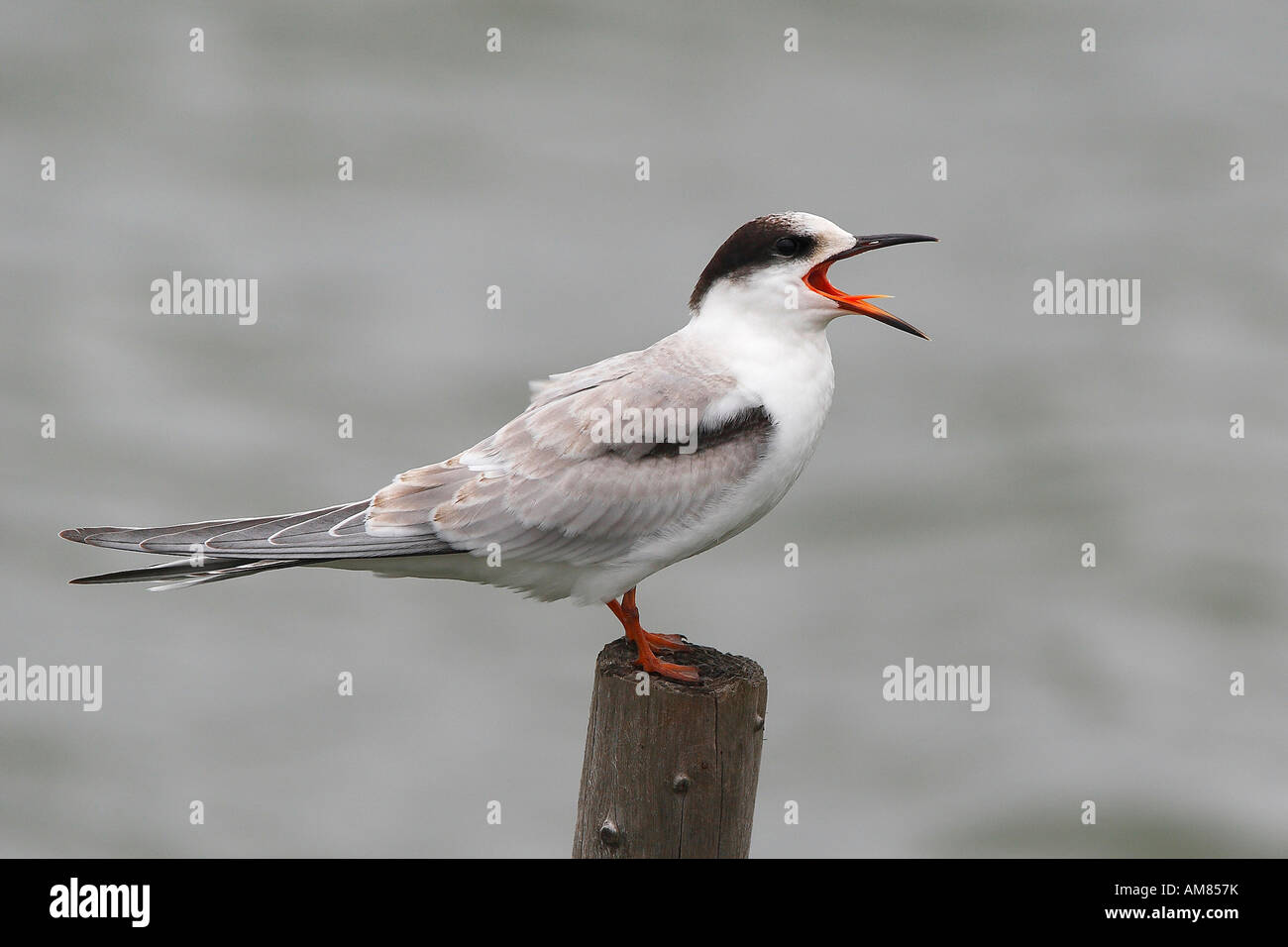 Common tern (Sterna hirundo) begging for food Stock Photo