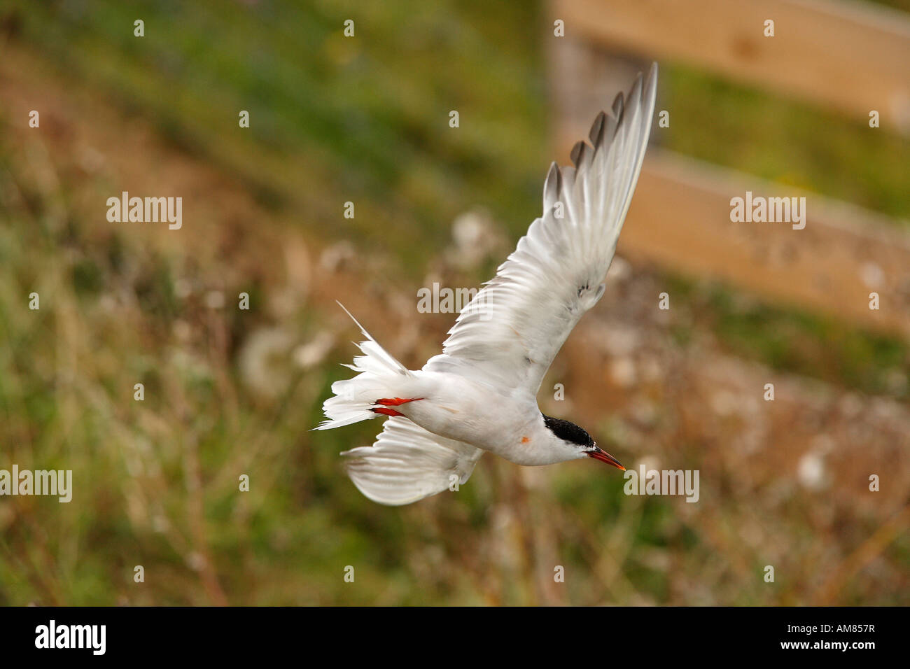 Common tern (Sterna hirundo) flying Stock Photo
