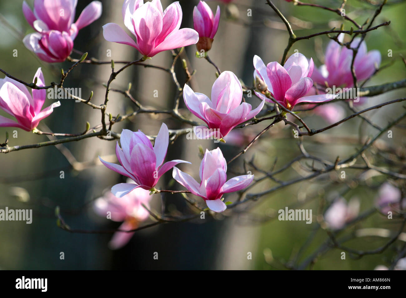 Beautiful spring blooms on a japanese magnolia Stock Photo - Alamy