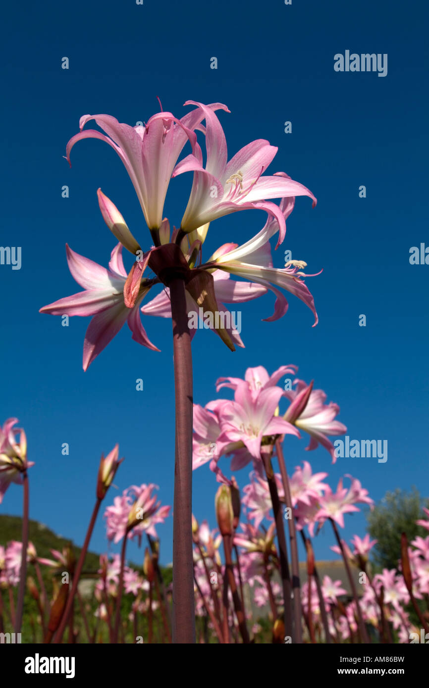 belladonna lilies Amaryllis belladonna cultivated group on the Scilly Isles Stock Photo