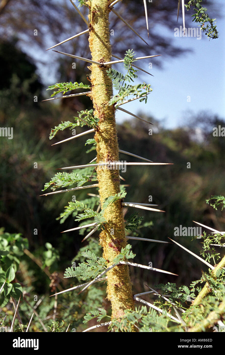 Thorns on an Acacia tree Stock Photo