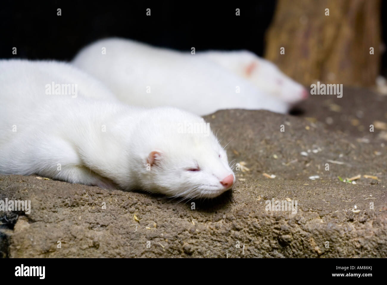 Wisconsin USA Albino Mink "Bay Beach" wildlife sanctuary Green Bay WI