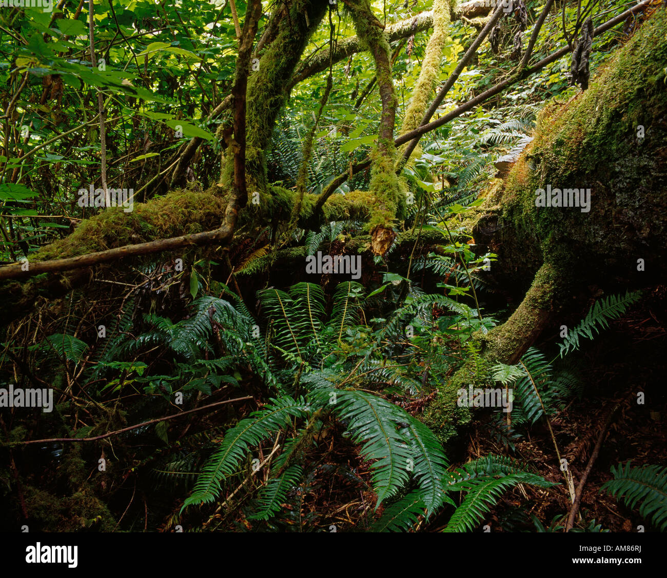 Underwood overgrown with moss in the Pacific Rim NationalparkUnterholz überwuchert mit Moos im Pacific Rim Nationalpark Stock Photo