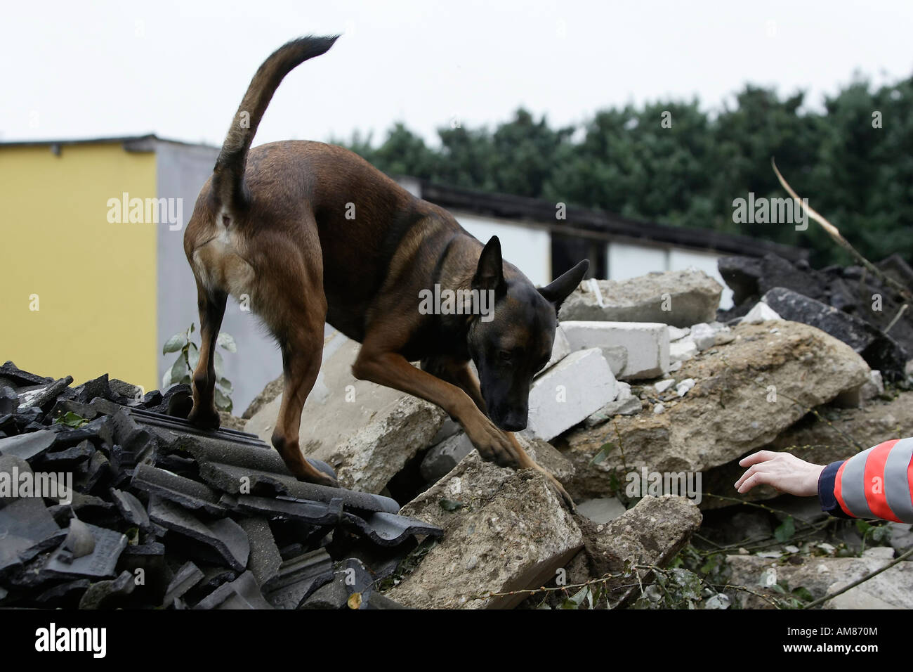 Search and rescue dog on a heap of rubble, Diepeschrather Weg, Bergisch Gladbach, North Rhine-Westphalia, Germany Stock Photo