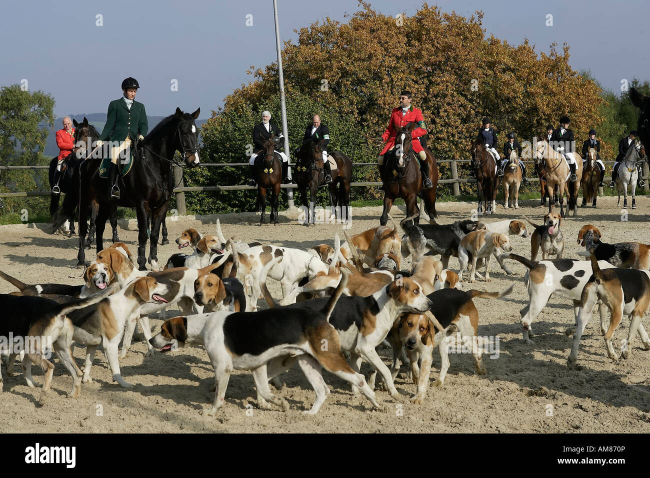Hunt with pack of hounds, Bergisch Gladbach-Herkenrath, North Rhine-Westphalia, Germany Stock Photo