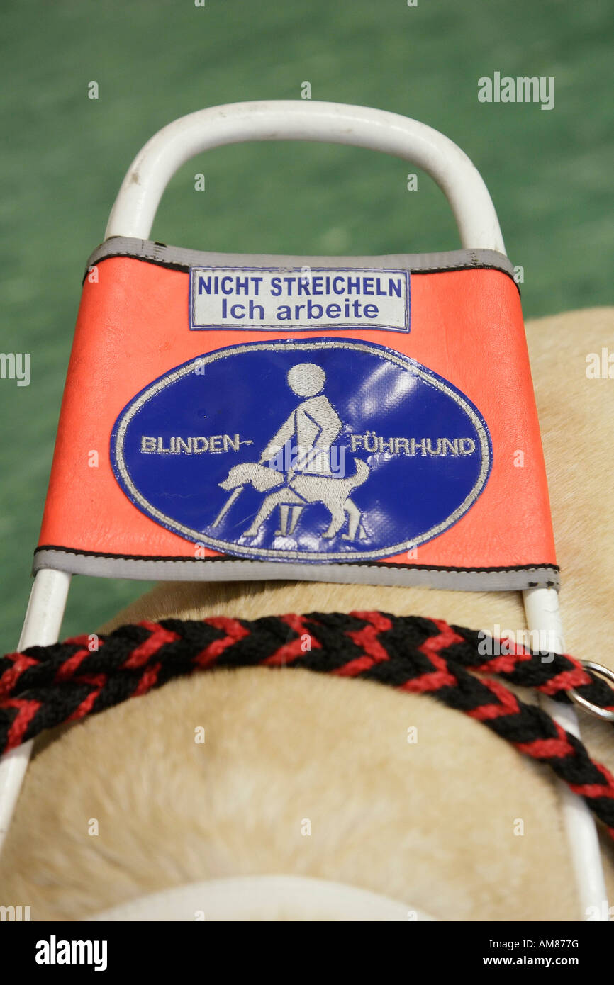 Guide dog, Germany Stock Photo Alamy