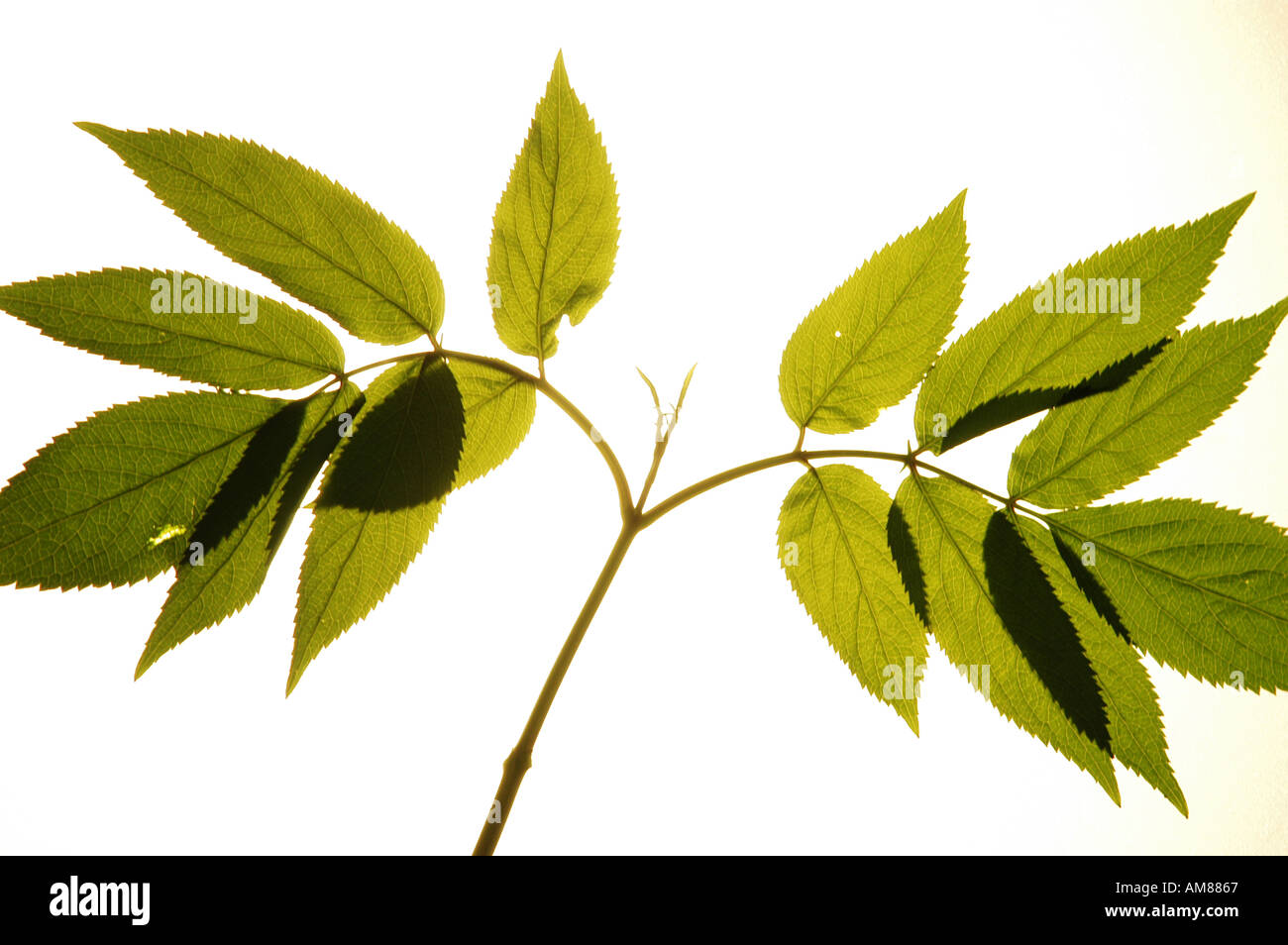Honey locust leaves lit from behind Stock Photo Alamy