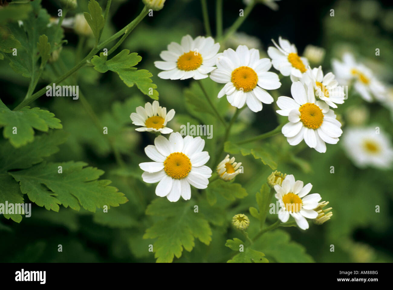 feverfew Tanacetum parthenium in flower Stock Photo