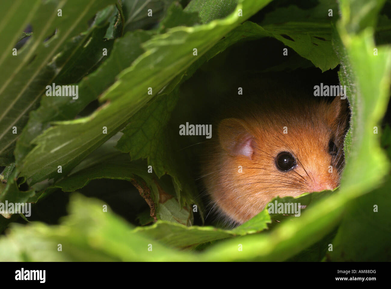 Hazel dormouse (Muscardinus avellanarius) Stock Photo