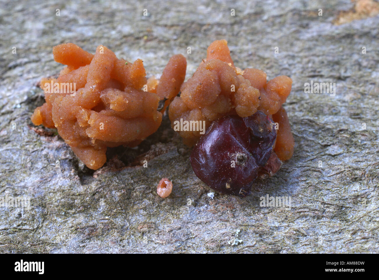 Droppings of a hazel dormouse (Muscardinus avellanarius) Stock Photo