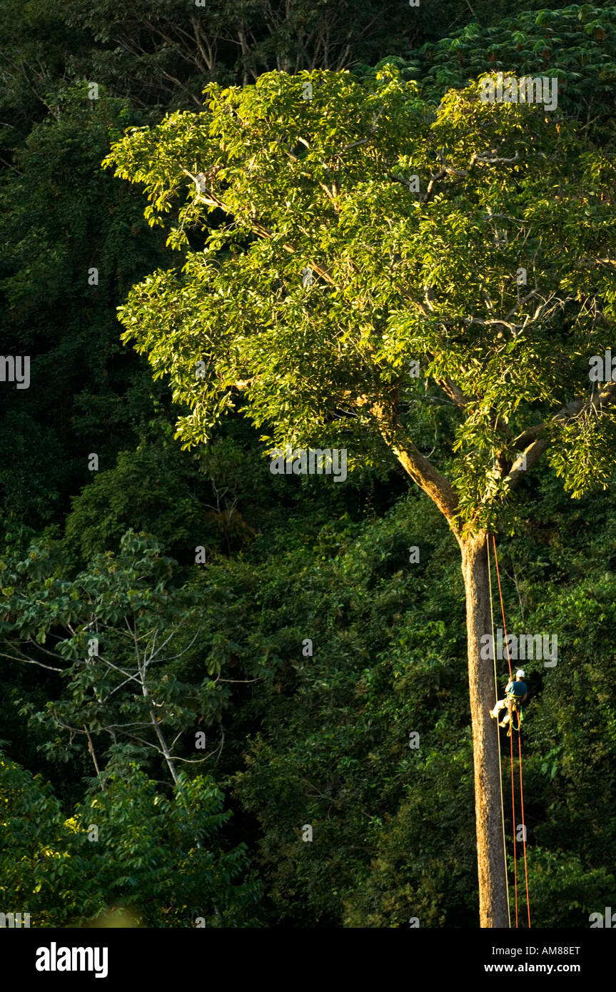 Tree climbing in the Tropical Rain Forest on a Brazil nut tree