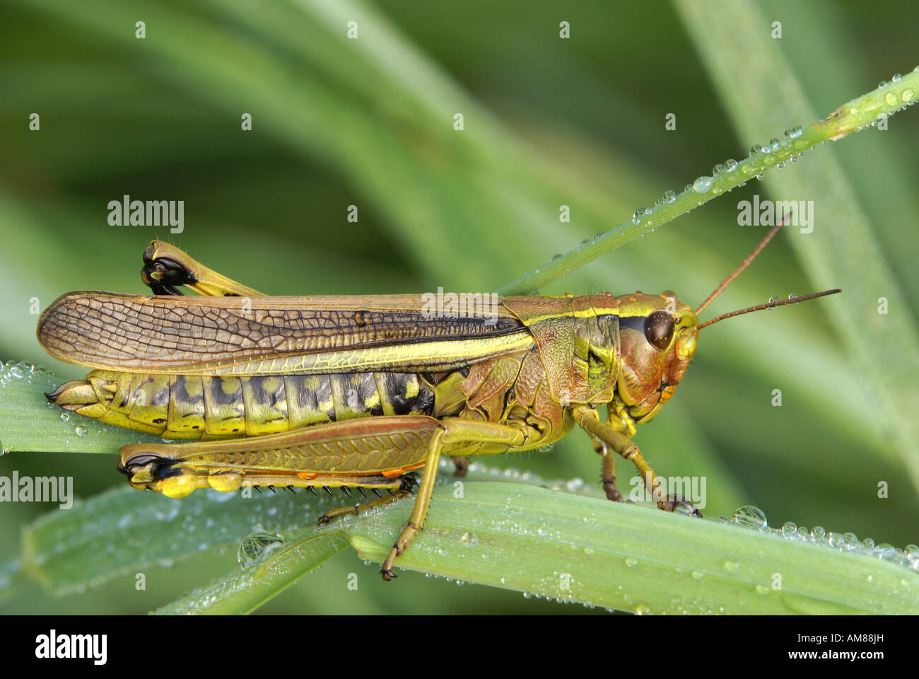 Grasshopper (Stetophyma grossum) Stock Photo