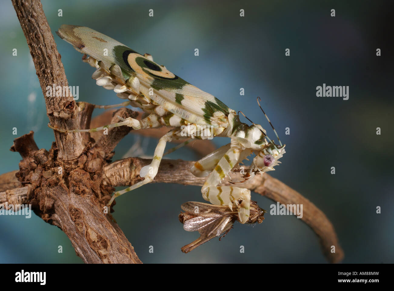 Flower mantid (Pseudocreobotra wahlbergii) Stock Photo