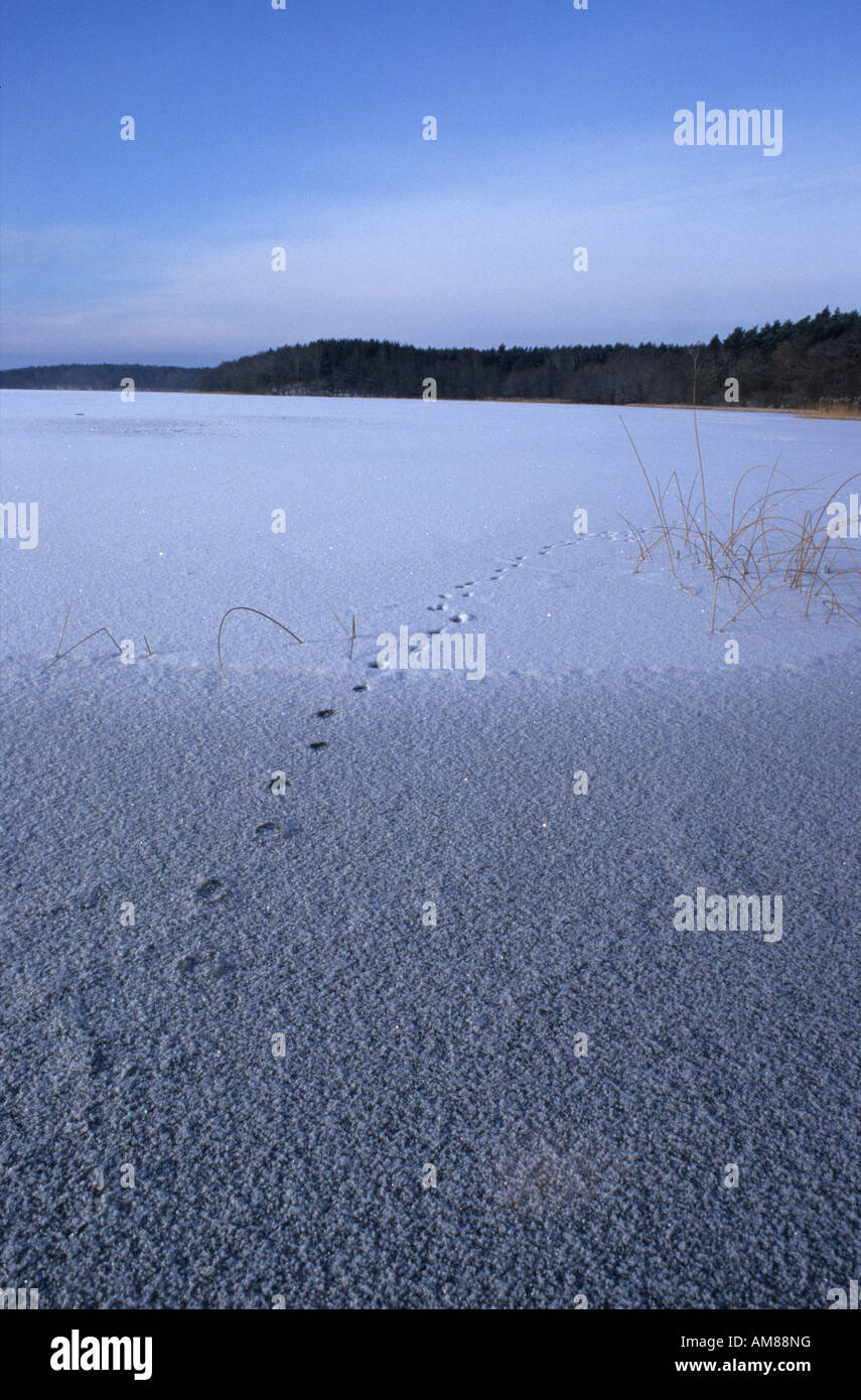 Animal footprints in the snow Stock Photo