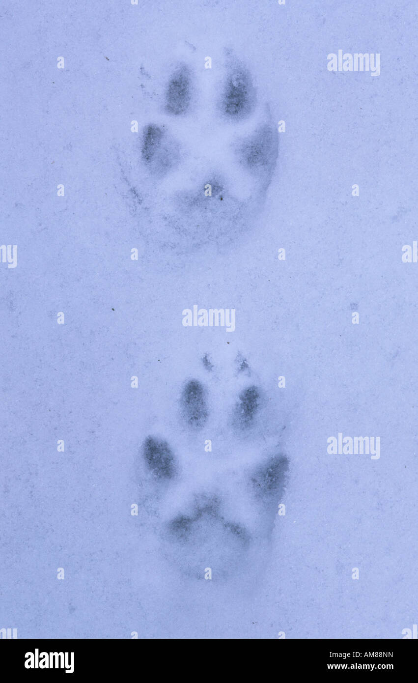 Fox footprints in the snow Stock Photo