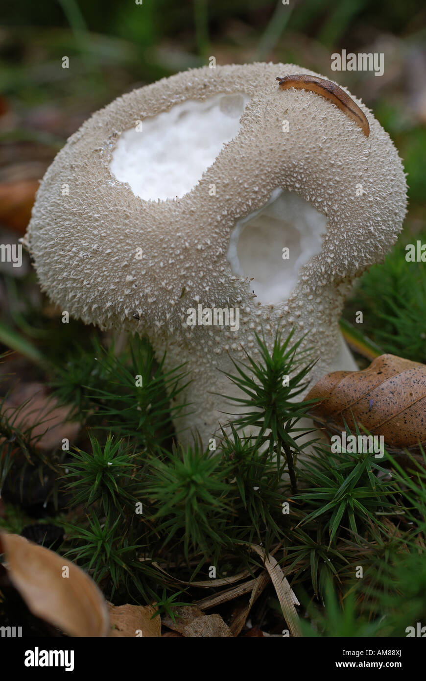 Common Puffball (Lycoperdon perlatum) Stock Photo