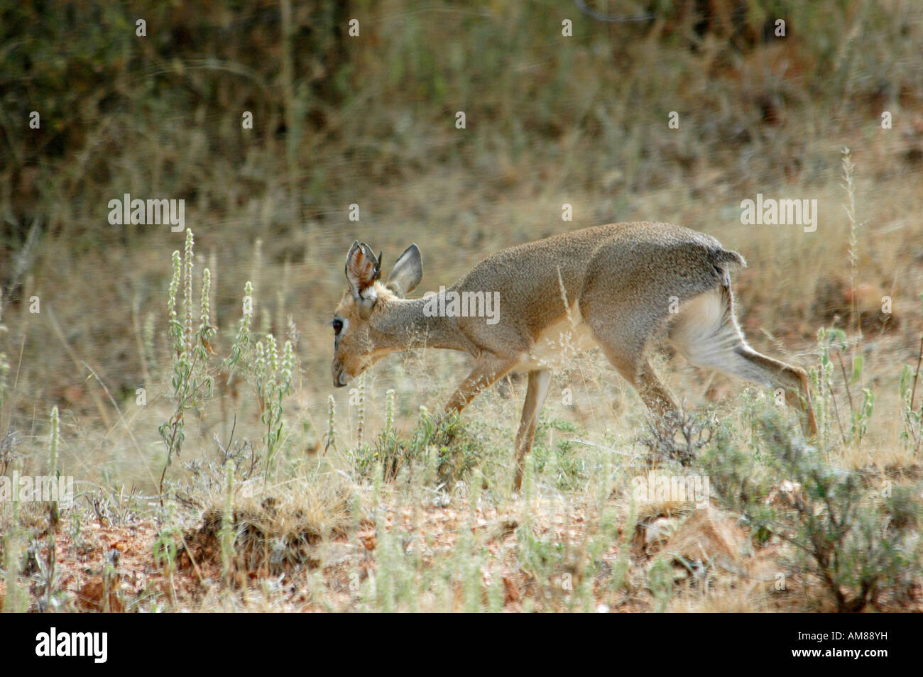 Kenya Samburu National Reserve Kenya Gunther s long snouted Dik dik Mandoqua guntheri the smallest antelopes Stock Photo