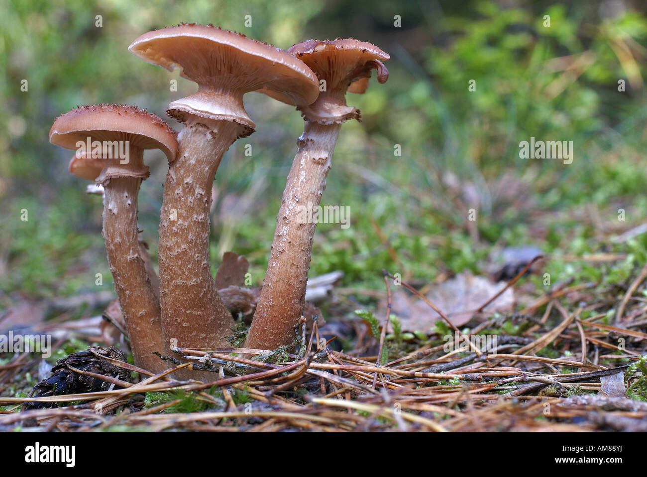 Honey Fungus (Armillaria ostoyae) Stock Photo
