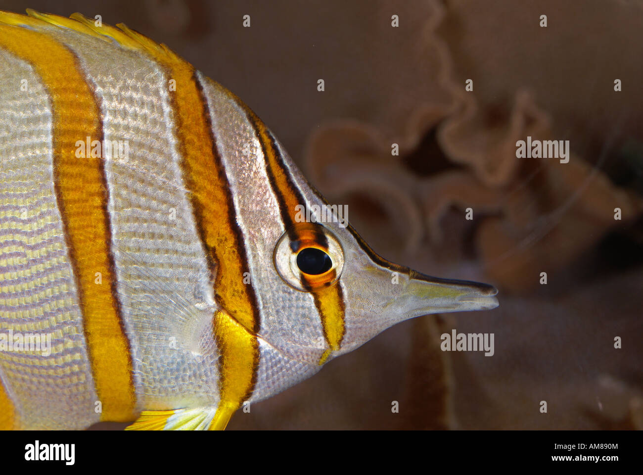 Chelmon hi-res stock photography and images - Alamy