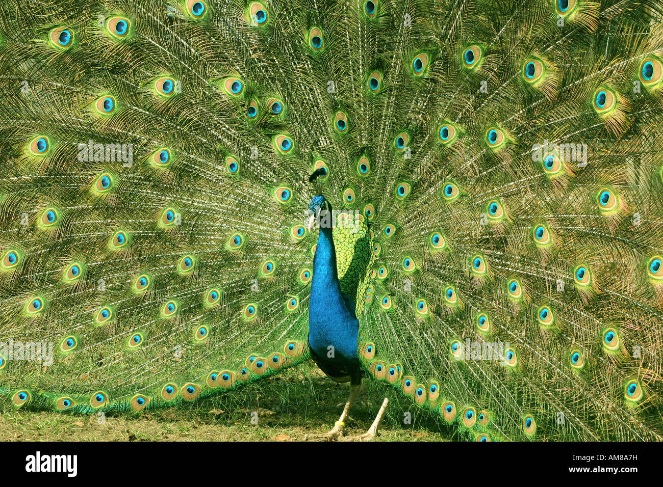 Indian Peafowl (Pavo cristatus) in full display Stock Photo