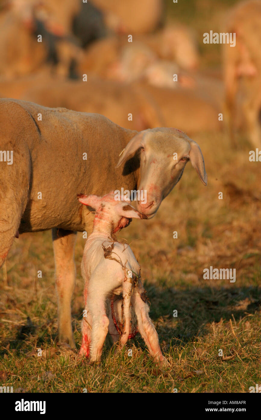 Freshly born merino sheep touching the snout of ewe Stock Photo