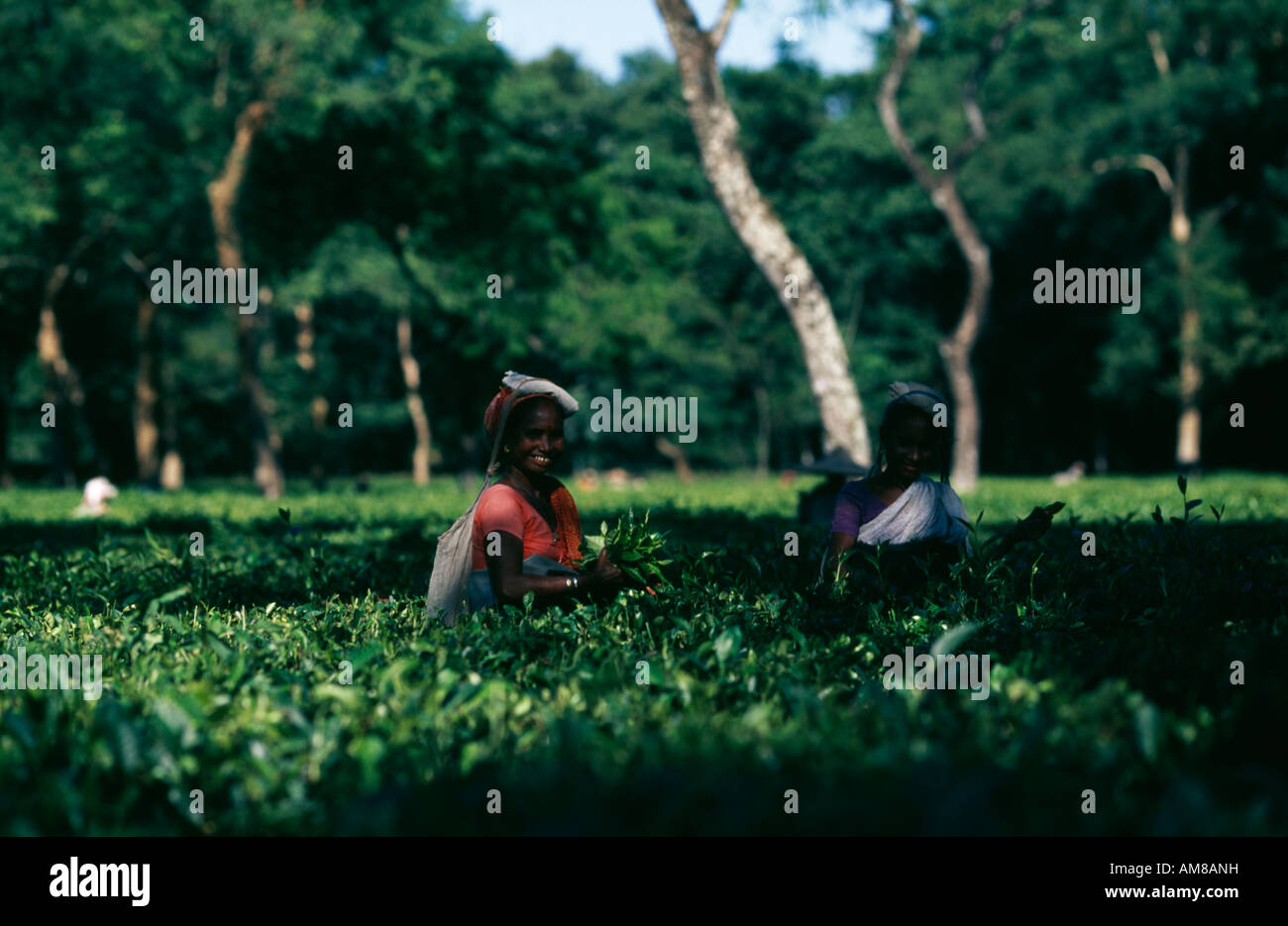 Tea pickers at the Ethelwold Tea Estate factory near Dibrugarh, Assam