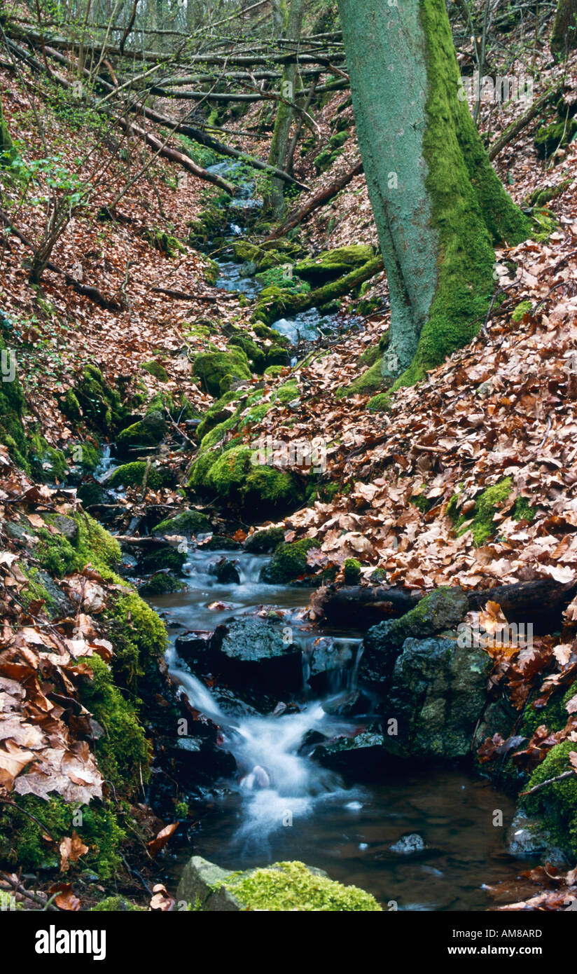 Little creek at forest, rheinland-pfalz, germany Stock Photo