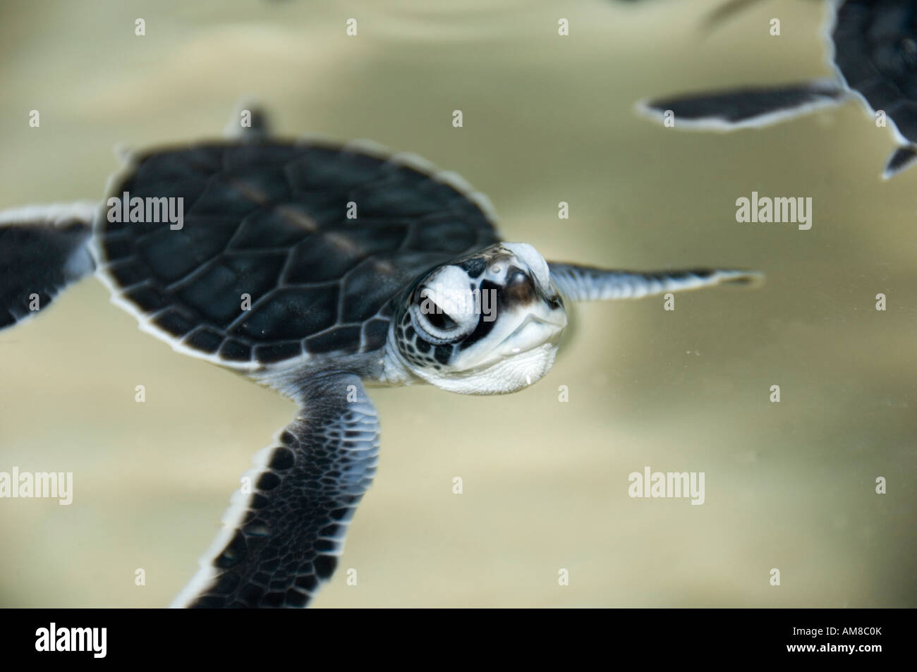 Baby Turtle Stock Photo