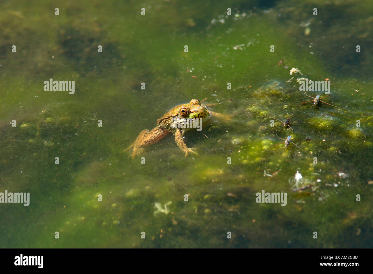 Green Frog in pond Stock Photo