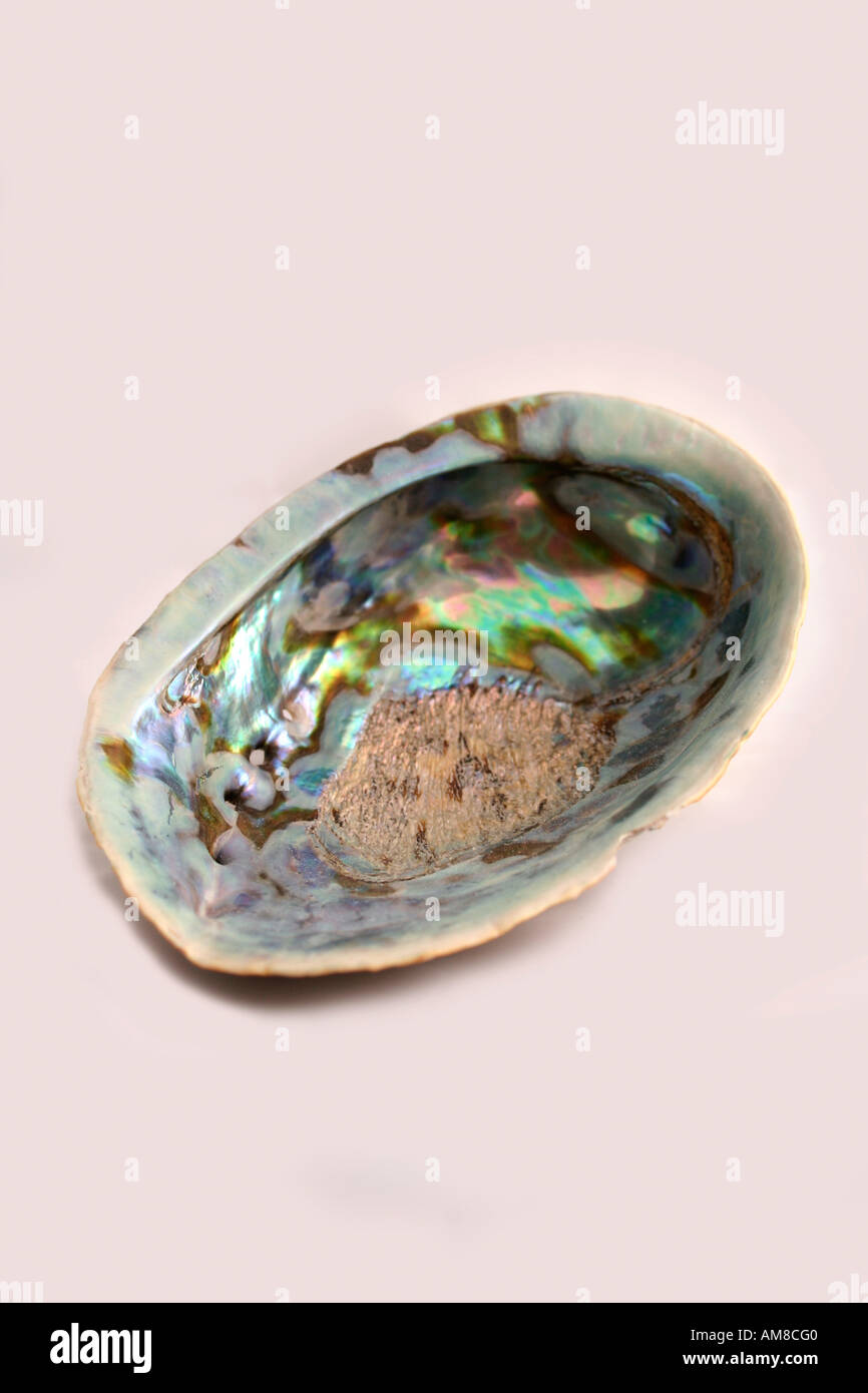 Paua shell, abalone Stock Photo