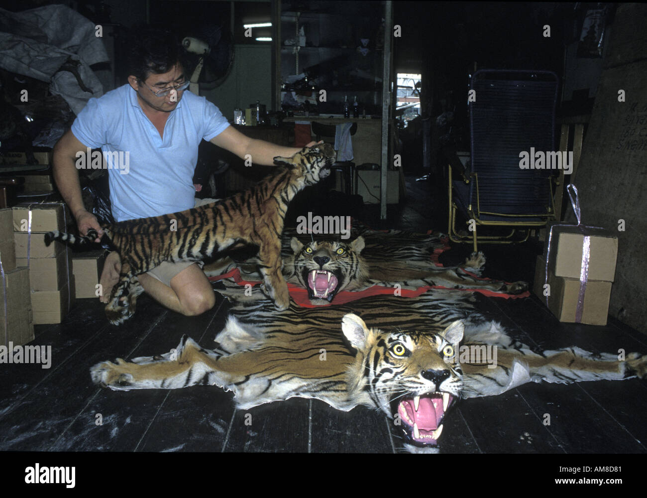 Illegal and tiger skin and trade hires stock photography and images