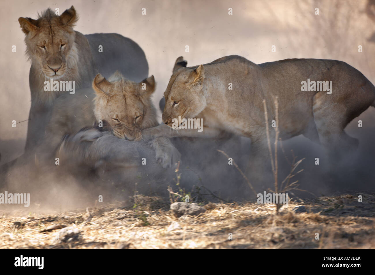 Lion (Panthera leo) attacking Warthog Stock Photo