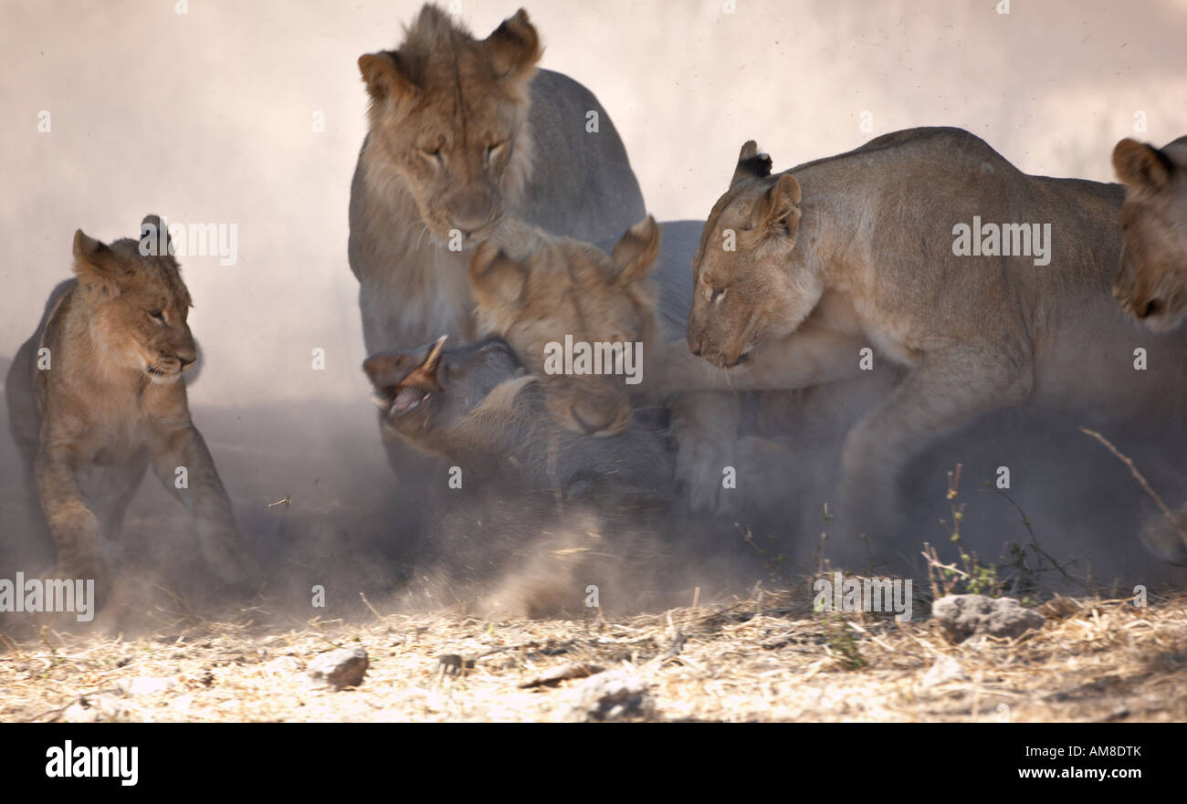 Lion (Panthera leo) attacking Warthog Stock Photo