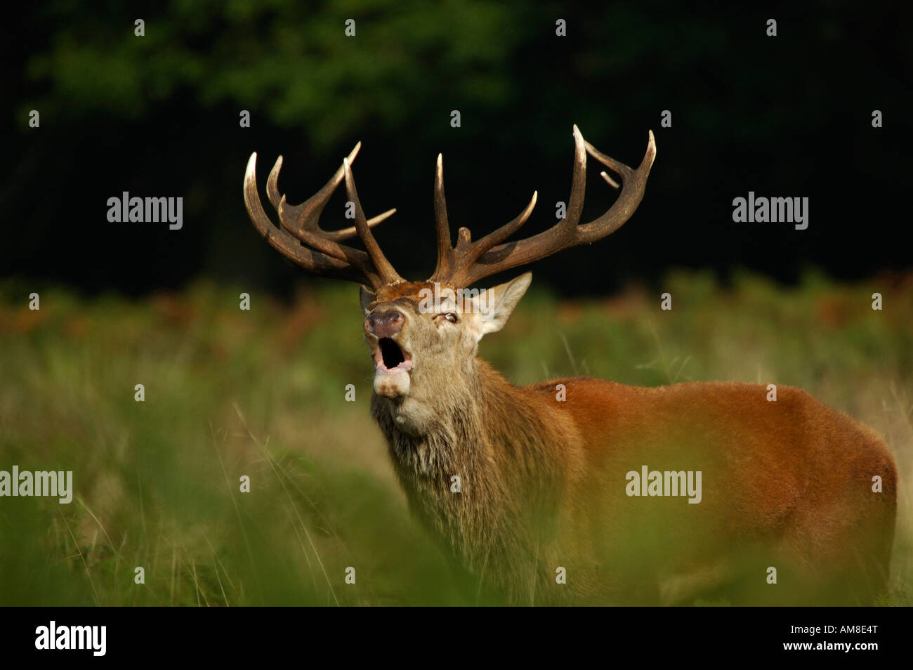 Red Deer Cervus Elaphus  Stag dawn UK Stock Photo