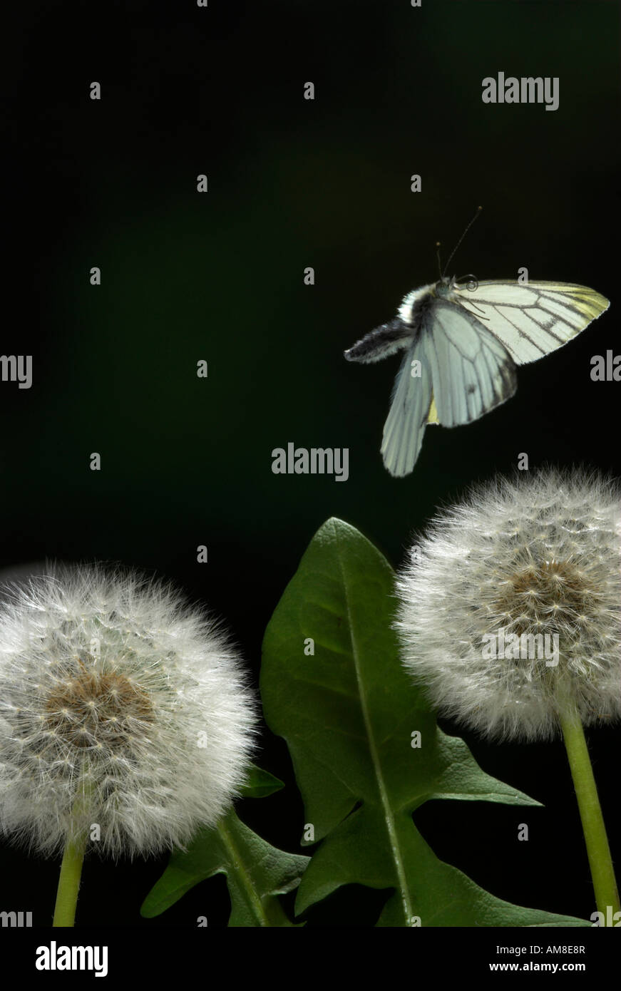 Green Veined White Butterfly Artogeia napi in flight UK Stock Photo