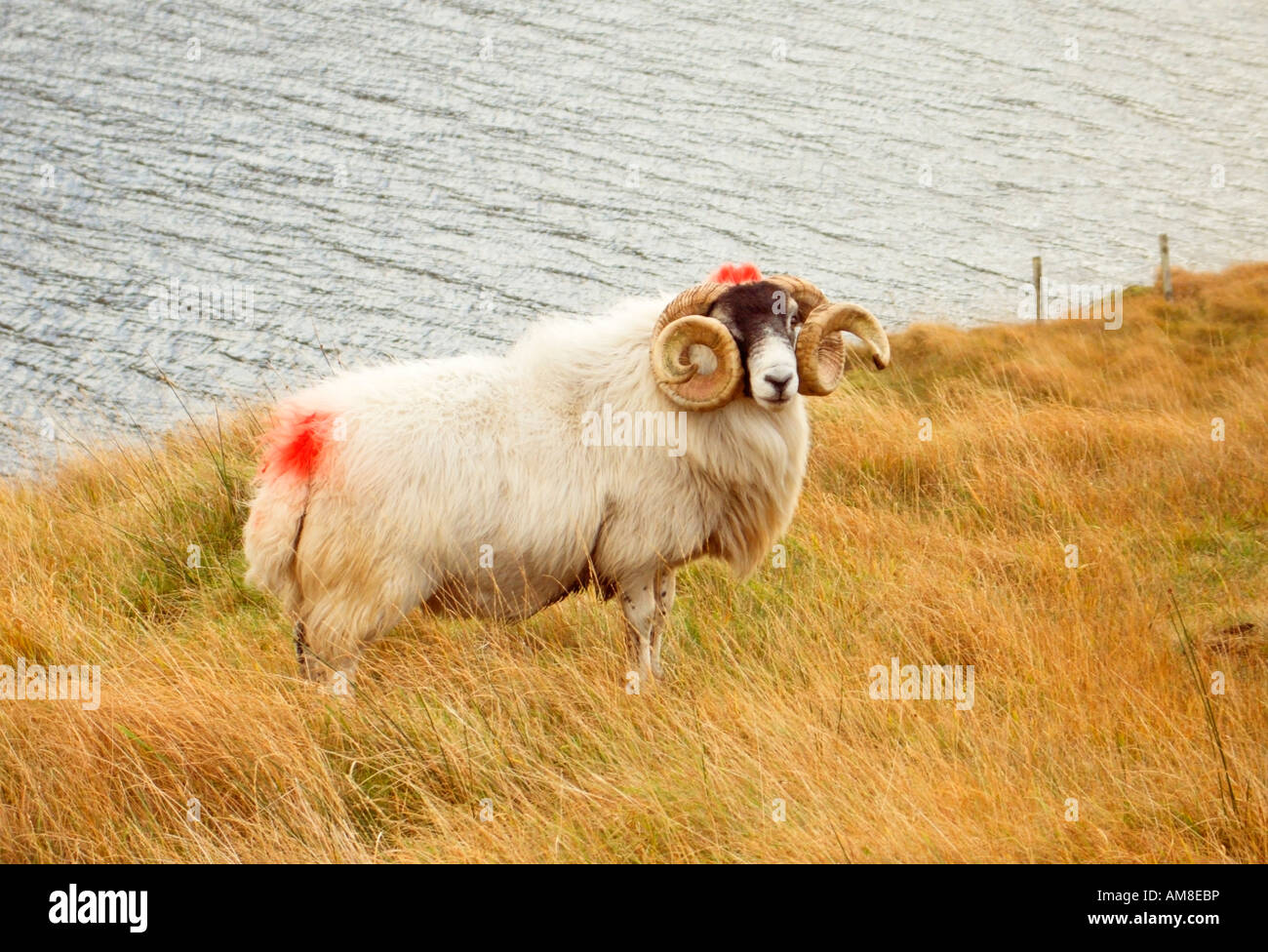 Scottish Blackface Ram in North Harris, Outer Hebrides, Western Isles, Scotland, United Kingdom Stock Photo