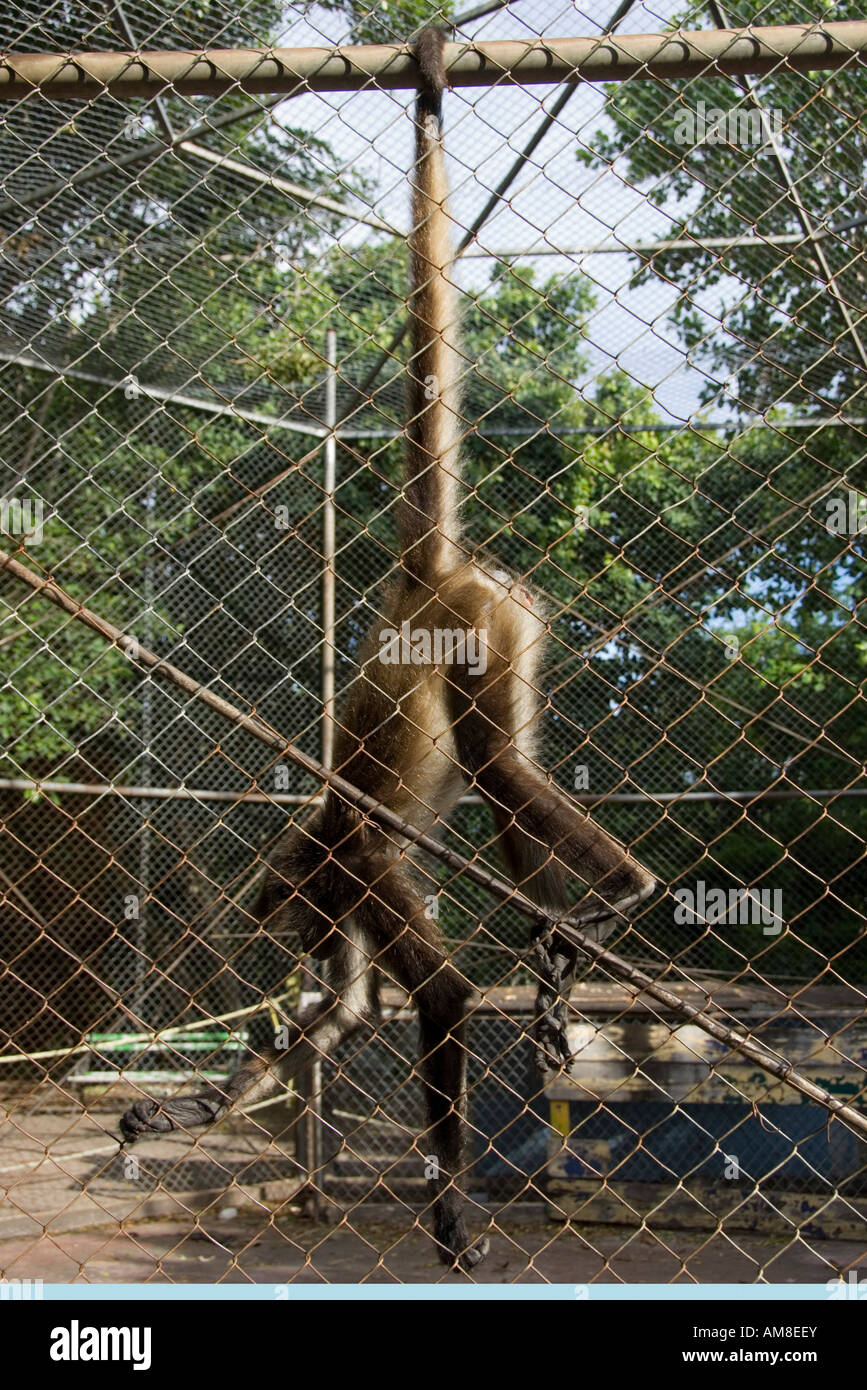 Monkey Hanging By Its Tail Stock Photo