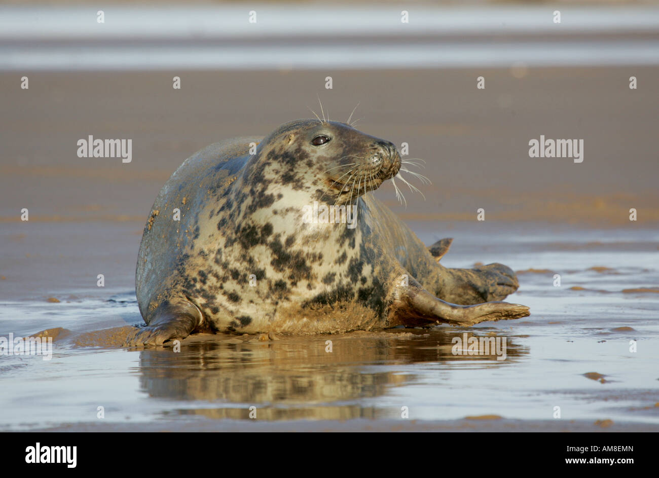 North Atlantic Grey Seal Stock Photo Alamy