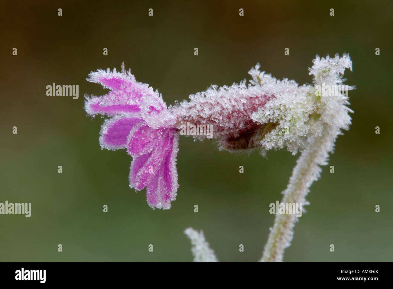 red campion Silene diocia flower in frost Stock Photo