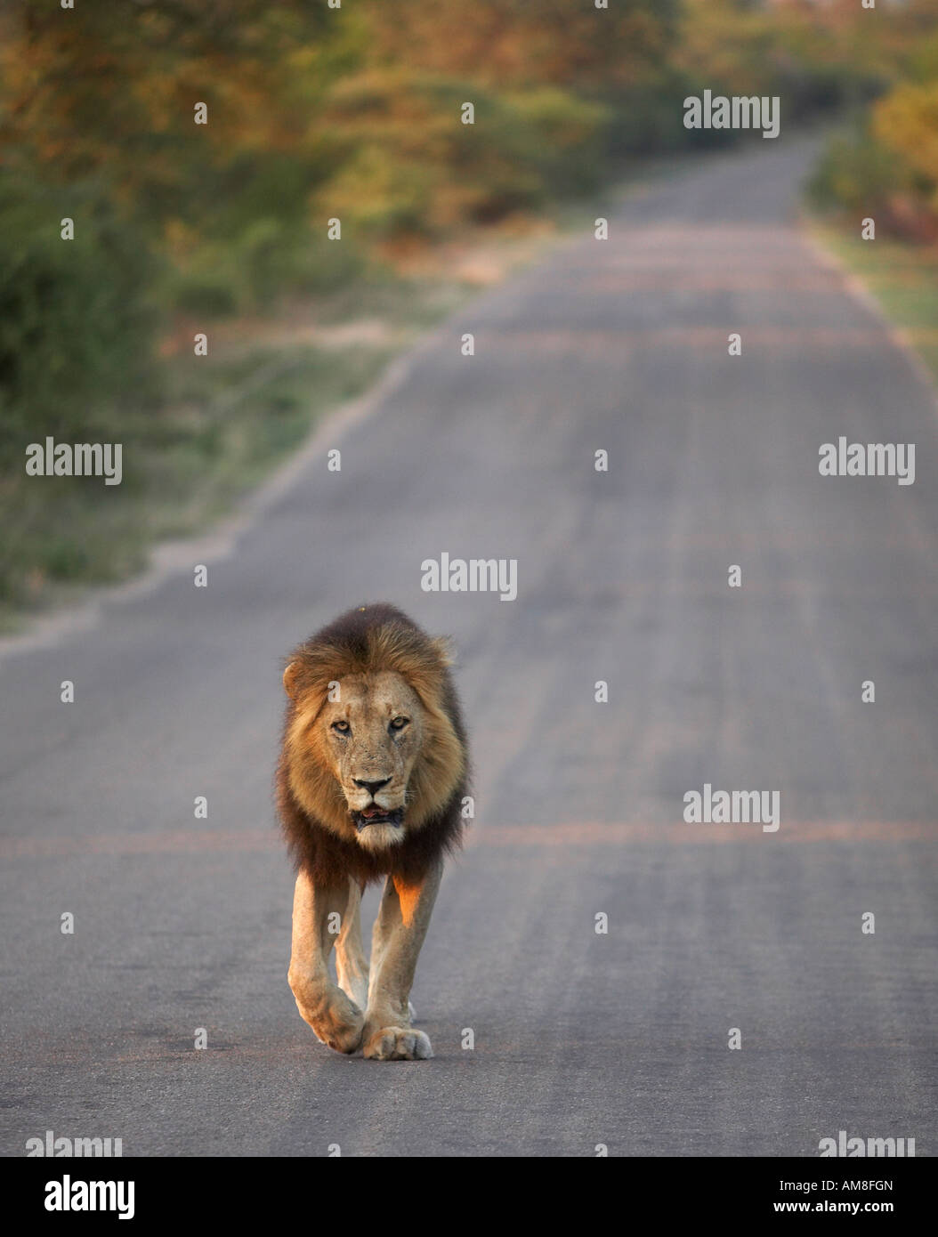 Male lion walking road hi-res stock photography and images - Alamy