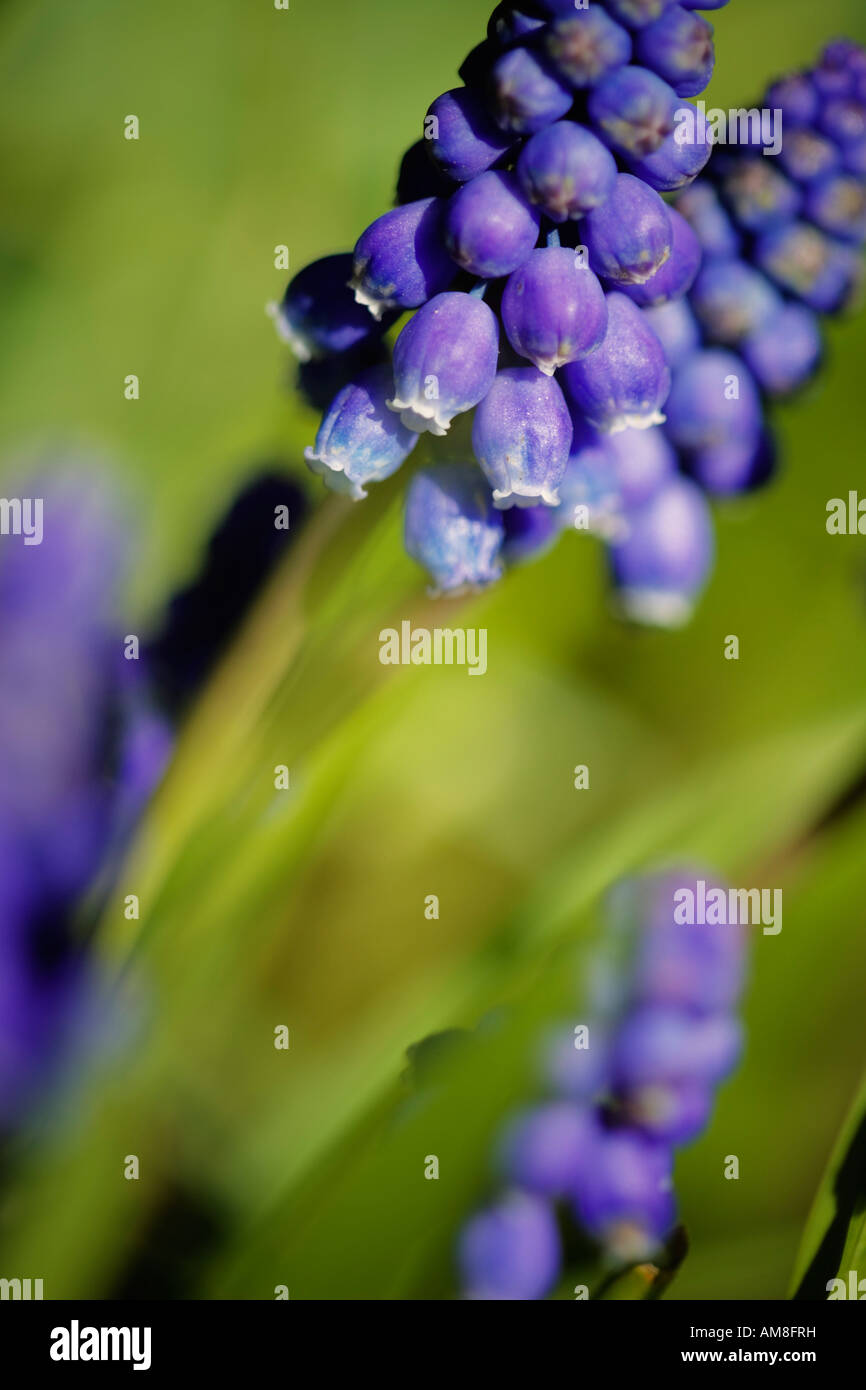 purple wildflowers from Quebec Stock Photo Alamy